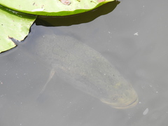 Channa argus