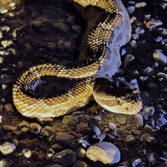 Crotalus oreganus oreganus