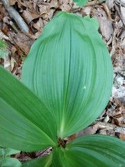 Veratrum parviflorum