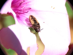 Acmaeodera pilosellae