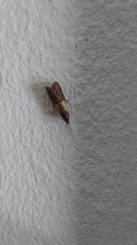 Plodia interpunctella