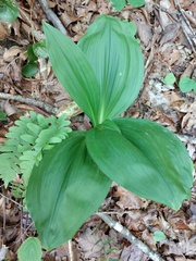 Veratrum parviflorum