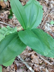 Veratrum parviflorum