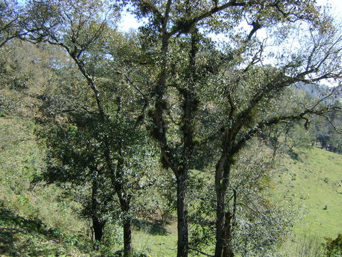 Image of Quercus lancifolia by (c) Tereso Hernández Morales, some rights reserved (CC BY)