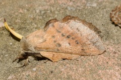 Phyllodesma tremulifolia