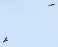 Chondrohierax uncinatus