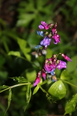 Lathyrus vernus