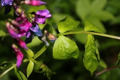 Lathyrus vernus