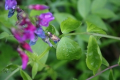Lathyrus vernus