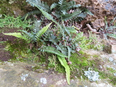 Blechnum punctulatum punctulatum
