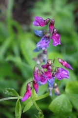 Lathyrus vernus