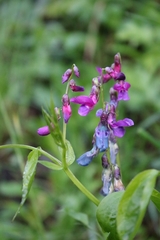 Lathyrus vernus
