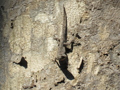 Urosaurus bicarinatus