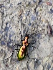 Carabus splendens