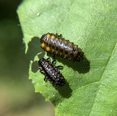 Chrysomela interrupta