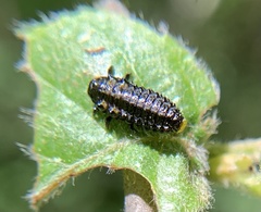 Chrysomela interrupta