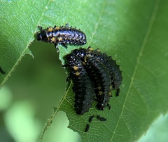 Chrysomela interrupta