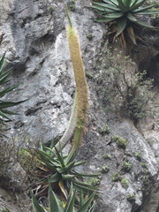 Agave guiengola