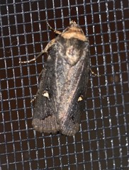 Proteuxoa cinereicollis