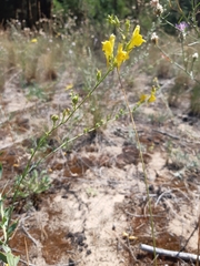 Linaria genistifolia