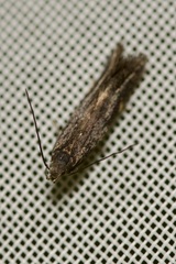 Aproaerema anthyllidella