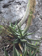Agave guiengola