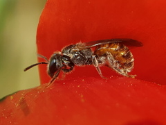 Lasioglossum