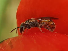 Lasioglossum