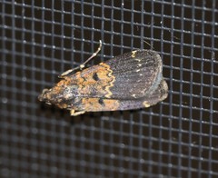 Hydrillodes dimissalis