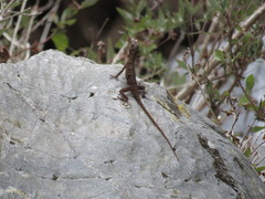 Anolis boulengerianus