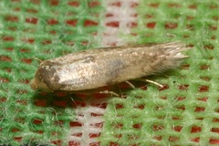 Opostega spatulella