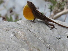 Anolis boulengerianus