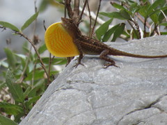 Anolis boulengerianus