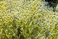 Pilobolus crystallinus