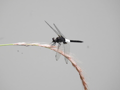 Pseudothemis zonata