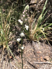 Sairocarpus coulterianus