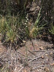 Sairocarpus coulterianus