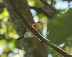 Vireonidae