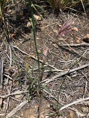 Sairocarpus coulterianus