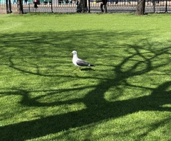 Larus fuscus