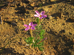 Oxalis hirta tubiflora