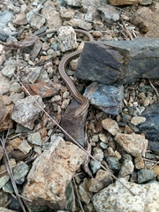Chalcides chalcides