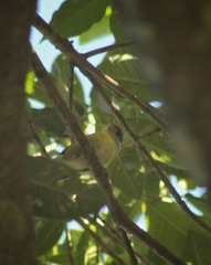 Vireonidae
