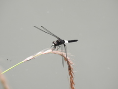 Pseudothemis zonata