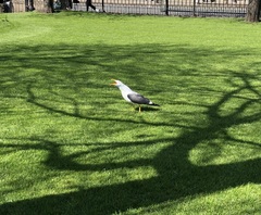 Larus fuscus
