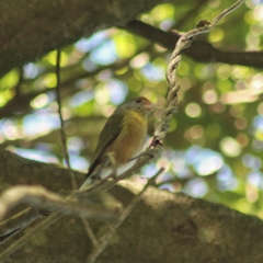 Vireonidae