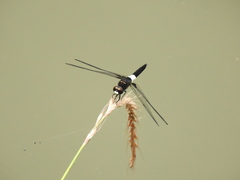 Pseudothemis zonata