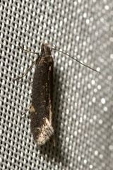 Aproaerema anthyllidella