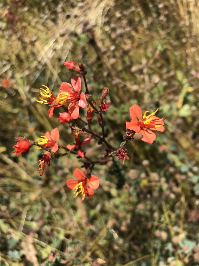 Marcetia canescens