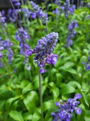 Salvia farinacea